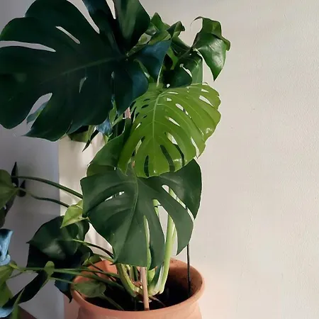 A Me Casa Apartment